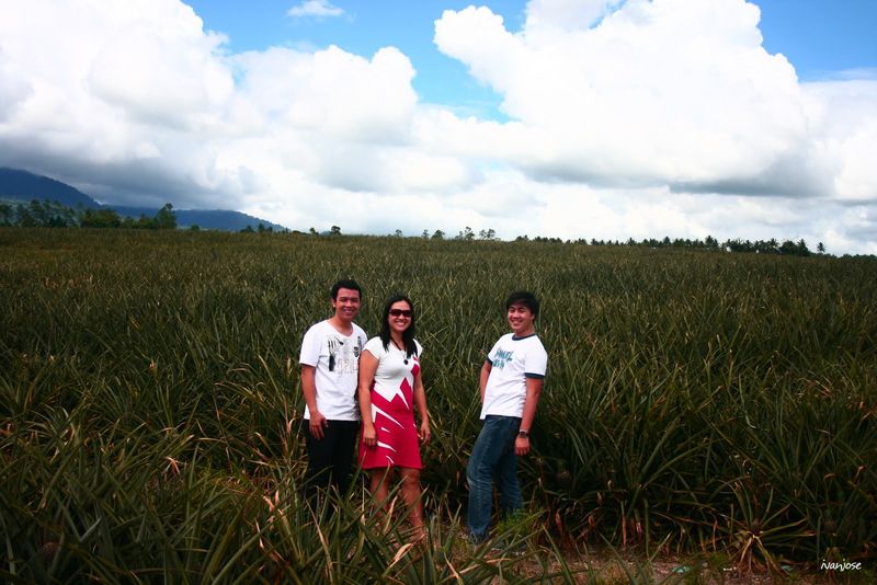 Enldless fields at the Dole pineapple plantation in South Cotabato, Mindanao