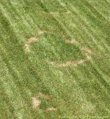 Back yard crop circles, a sure sign the aliens have arrived. | BakingInATornado.com | #humor #funny #laugh 