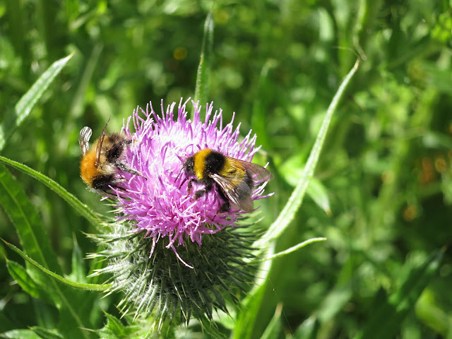 Two Bees on a Thistle: Common Carder Bee (Bombus (Thoracombus) pascuorum) and Bombus hortorum