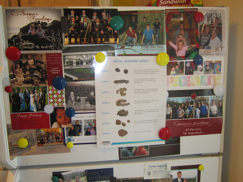 Journey To A DVM Why Everyone Should Go To Vet School