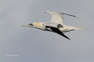 Alcatraz atlántico, Morus bassanus, Northern Gannet