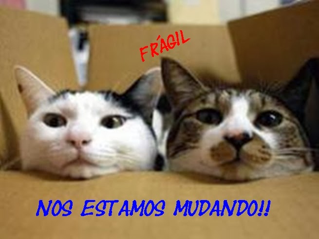 gatos-mudanza-cambio-hogar