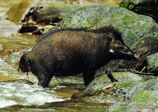 Sulawesi warty pig