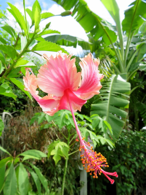 Blogging in Myrtle Glen: What's blooming - August 2016