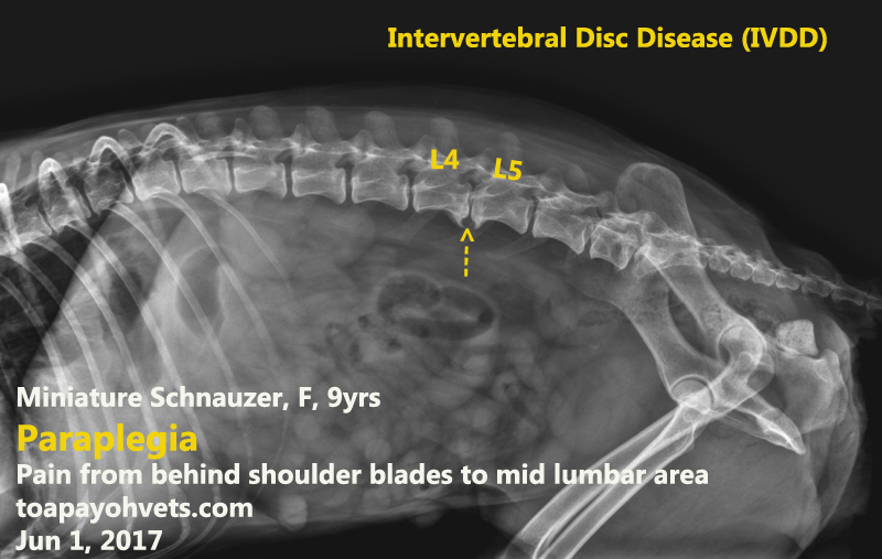 2010vets 3081. Slipped disc in a 9yearold, female intact Miniature