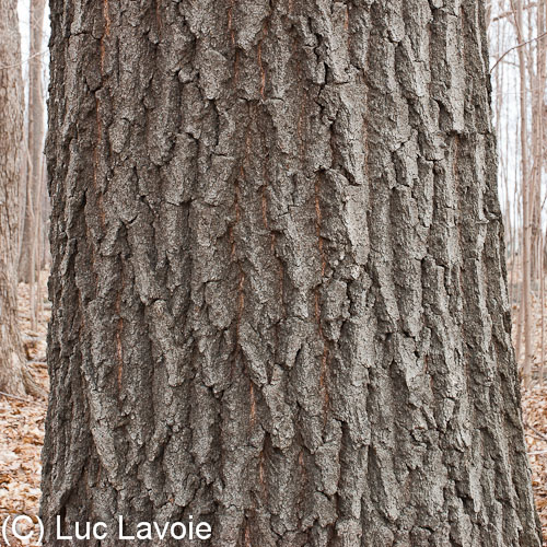 Arbres des parcsnature et boisés de Montréal Écorce des