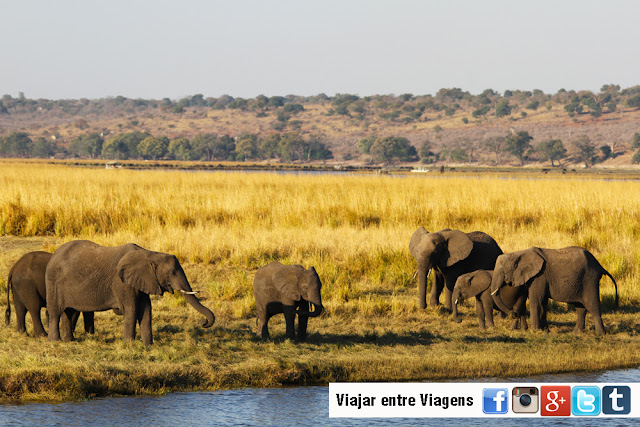 Safari no PARQUE NACIONAL DO CHOBE, um paraíso selvagem do jipe e do barco | Botswana