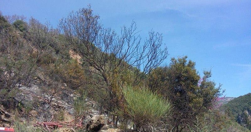 Αποτέλεσμα εικόνας για agriniolike pyrkagi;ew