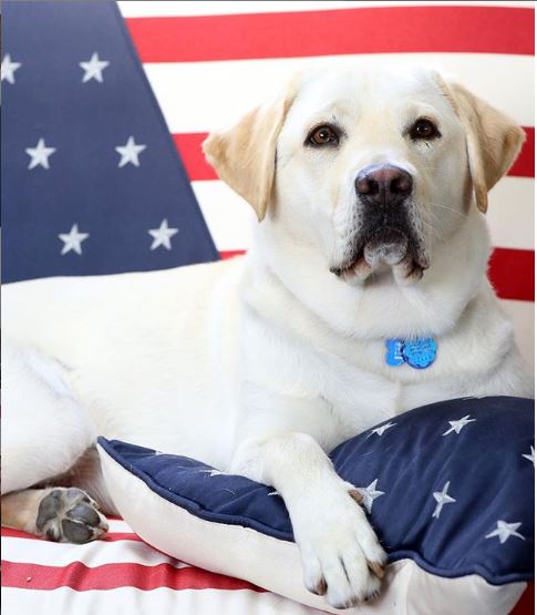 Sully with an American flag