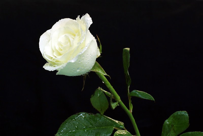 15+ Koleksi Baru Bunga Mawar Putih Dan Cara Penyerbukannya