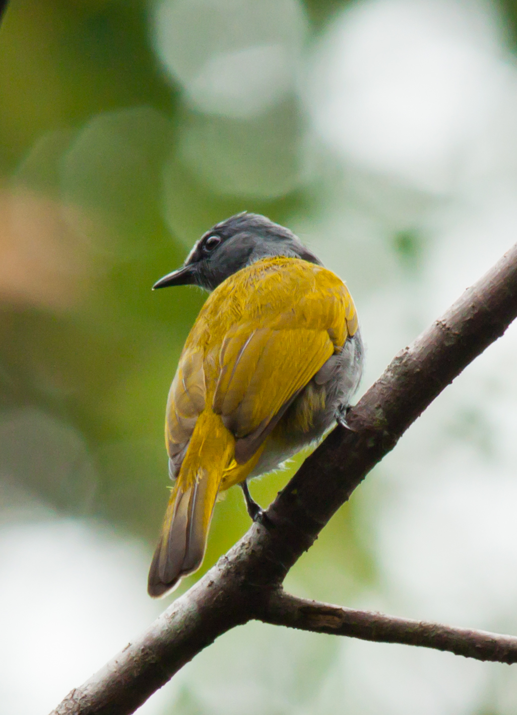 SOUTH EAST ASIA BIRDS - Malaysia birds paradise: Grey-bellied bulbul