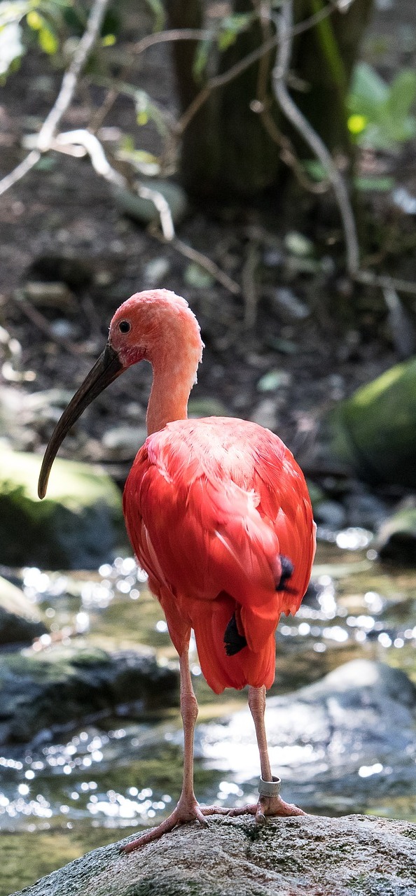 Scarlet ibis at a water stream.