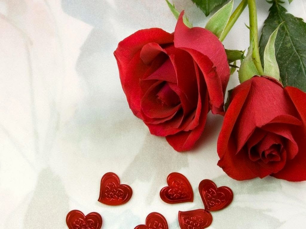 20 Gambar  Foto Bunga Mawar Merah Ayeey com