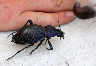A huge (dead) beetle plus Thelma's nose A huge (dead) beetle plus Thelma's nose