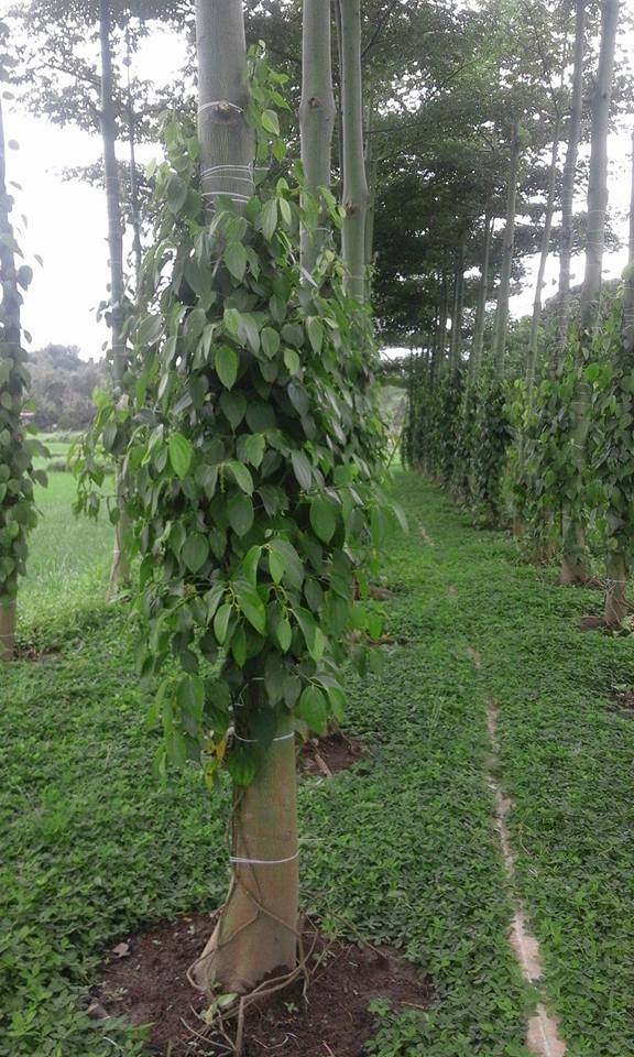 8p S Agri A Philippine Black Pepper Company February 2017