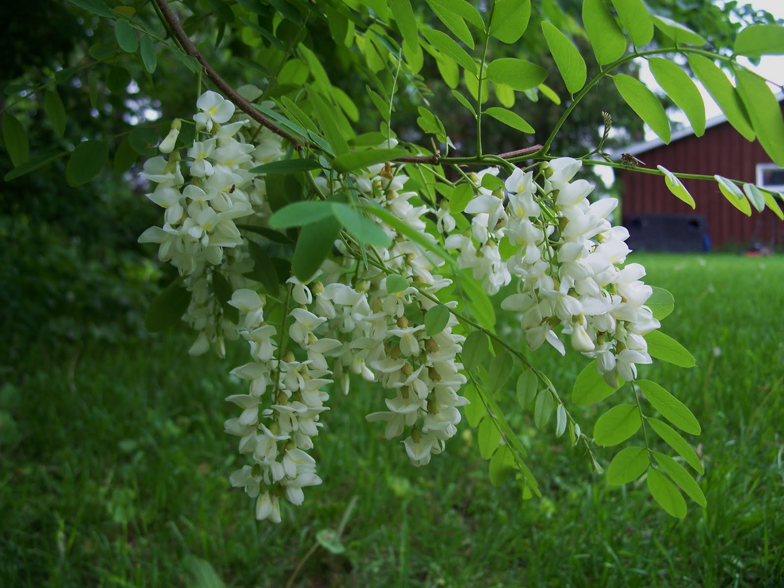 LoveTree Farmstead A June Bug,Locust, And Bulls!