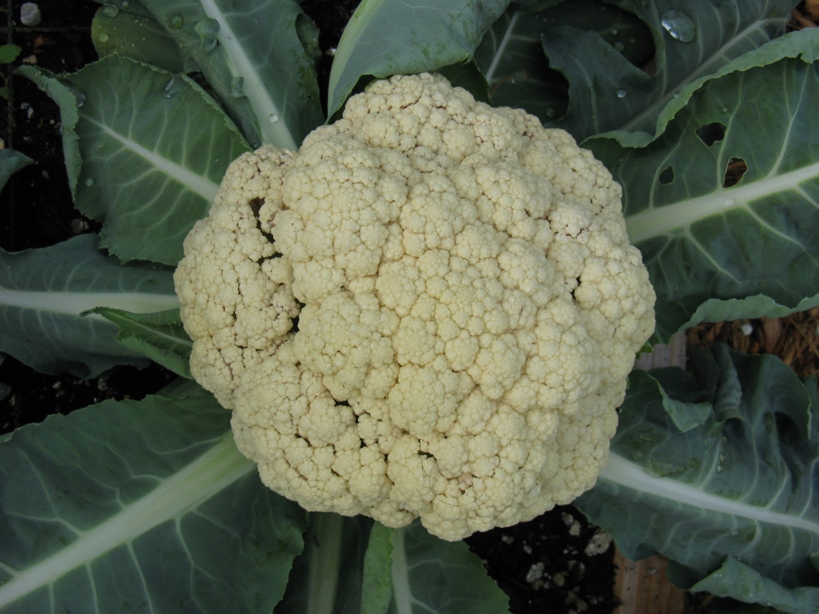 Raised Food one cauliflower harvested and eaten!