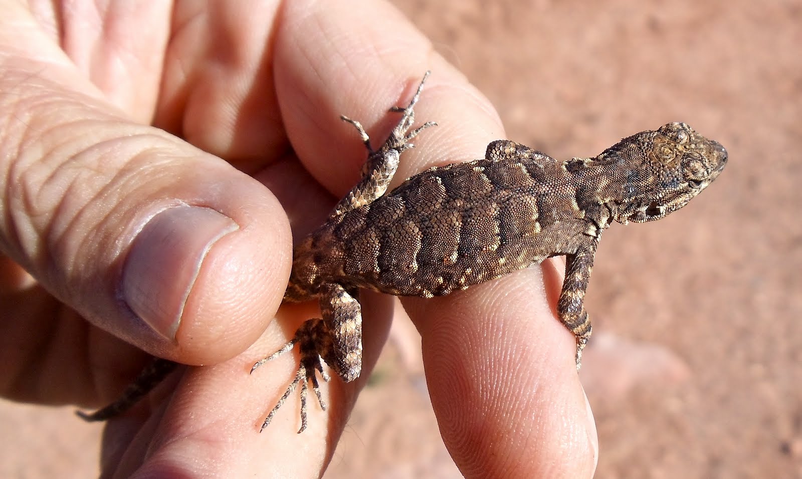Mojave Brad ORNATE TREE LIZARD Urosaurus ornatus