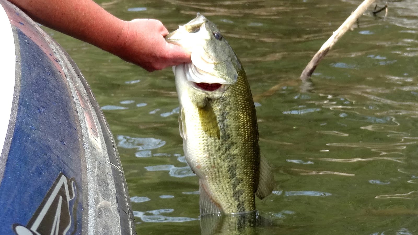 Jackson Lake Fishing Fish Choices