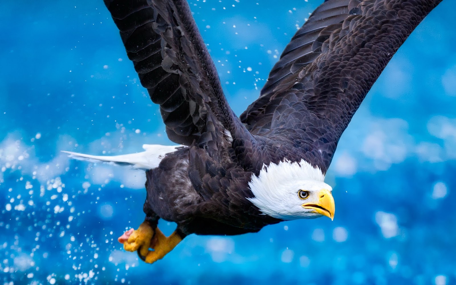 10 Amazing Eagle Wallpapers HD - Tapandaola111