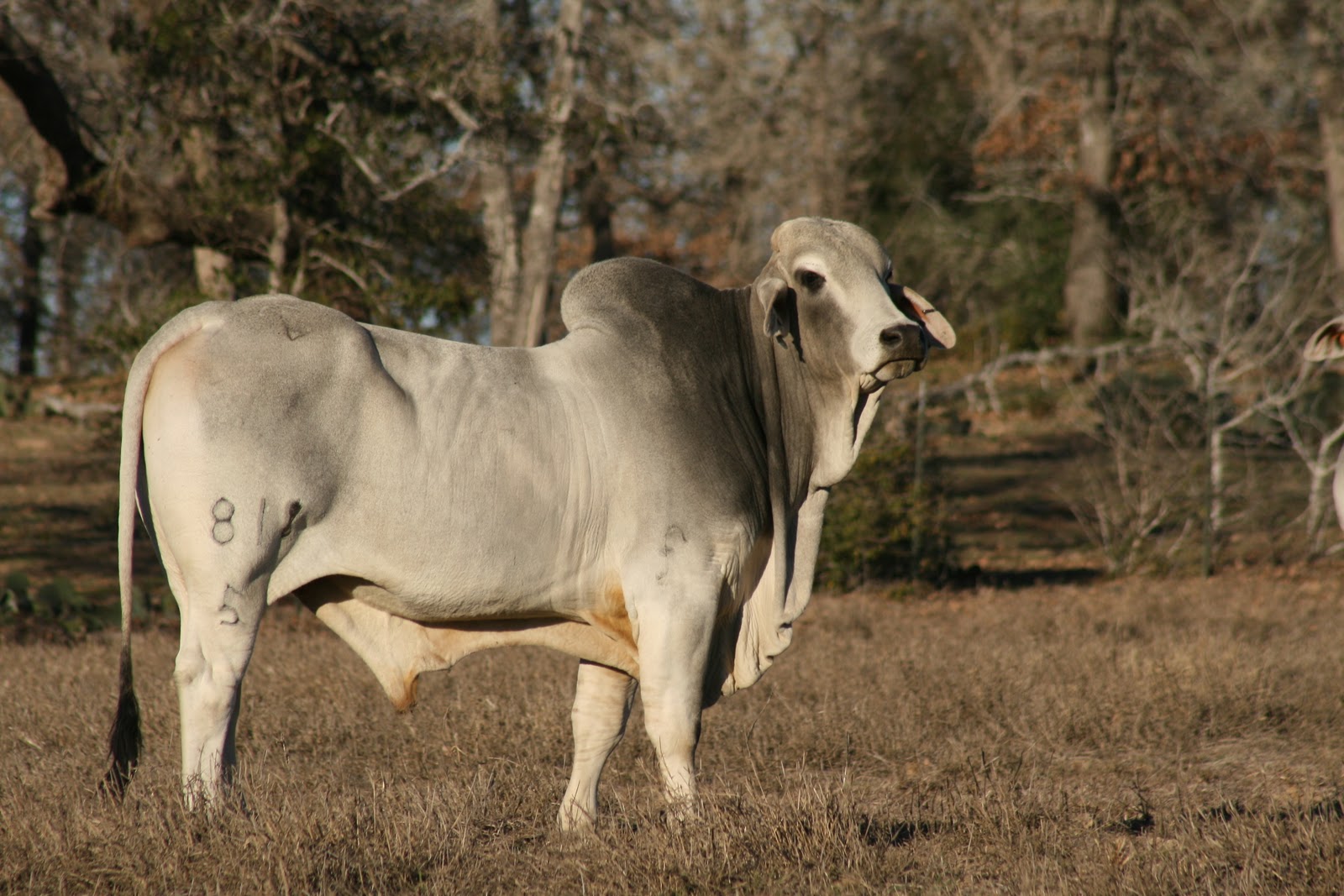 Regal's Photo Blog Brahman Cattle