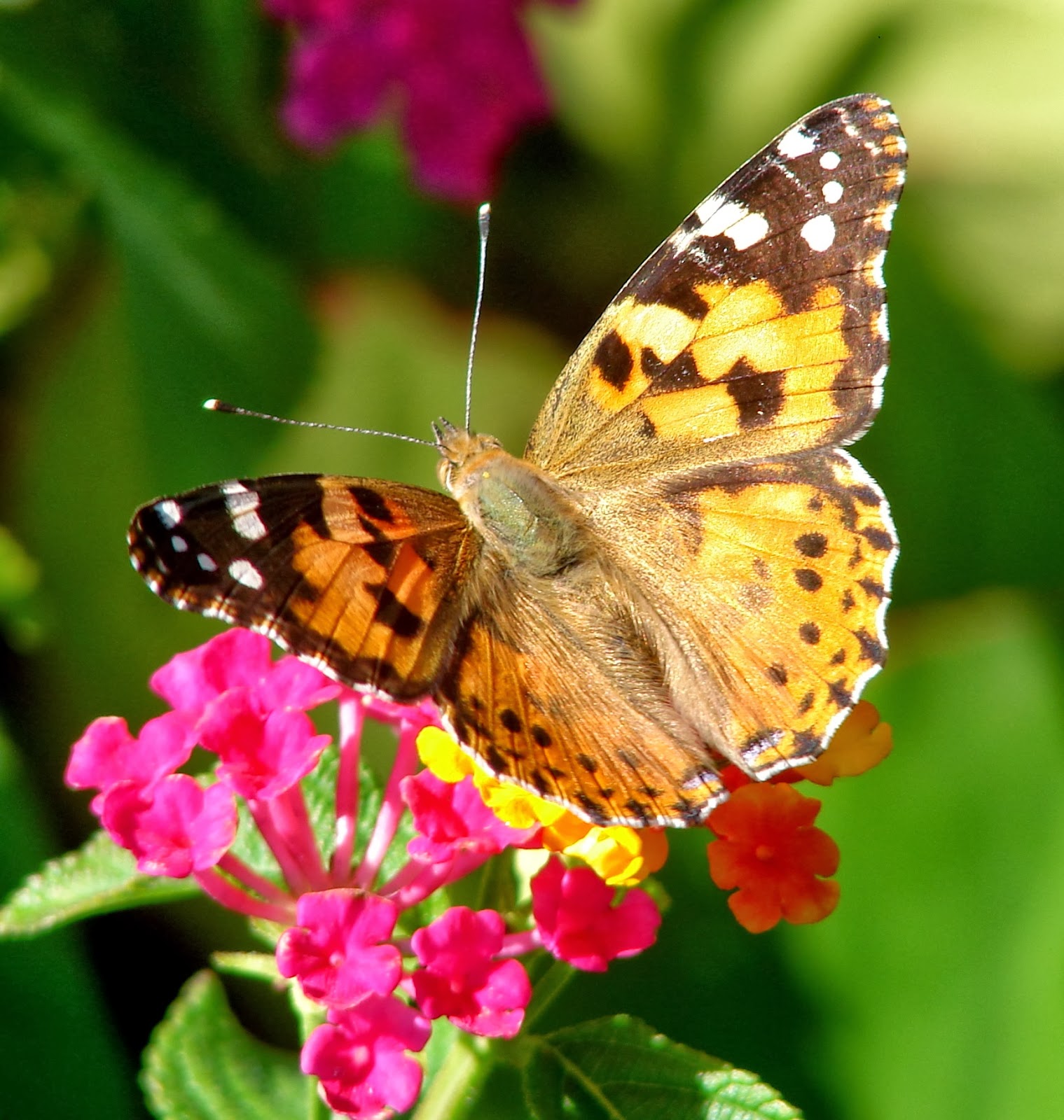 BREATHTAKING The Portrait of a Lady