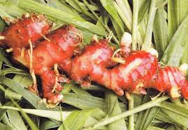 Health Benefits of Red Ginger 