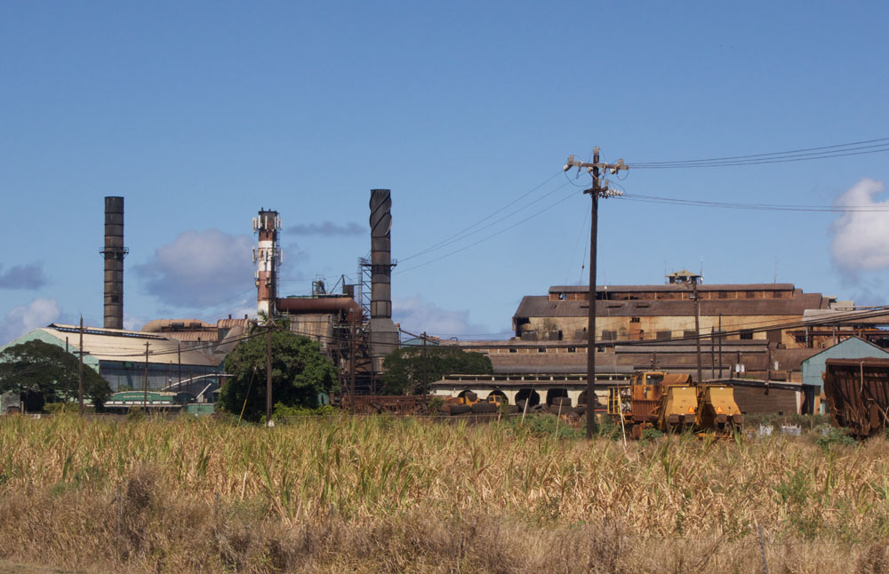 A Picture Each Day Sugar Cane