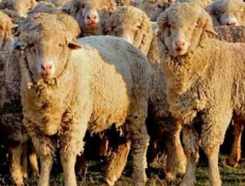 Fabulous 4 on tour 2018: O moeder wat is het heet...