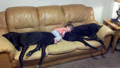 niño con su perro gigante