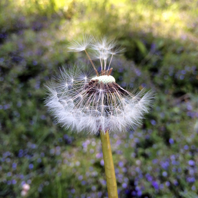 Dandelion, garden, Artist, Gardener, Lisa Estabrook, Artist Interview, My Giant Strawberry