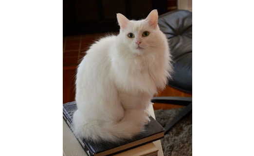 Turkish Angora Cat Getting To Know The Pristine And Elegant Feline The Pets Dialogue