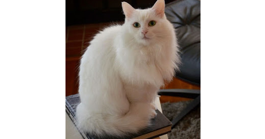 Turkish Angora Cat Getting To Know The Pristine And Elegant Feline The Pets Dialogue