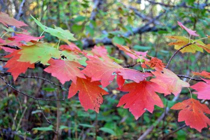 Sorbus torminalis