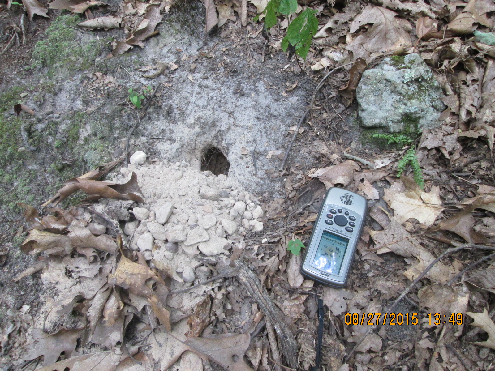 Spotted Skunk Blog: Spotted skunks can use tiny dens