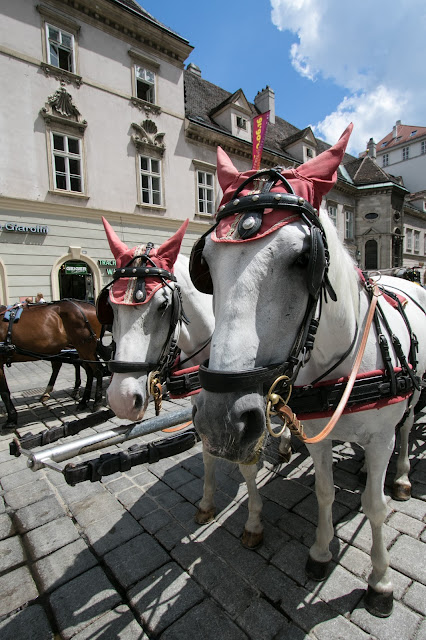 Carrozze con cavalli al Duomo (Stephansdom)-Vienna
