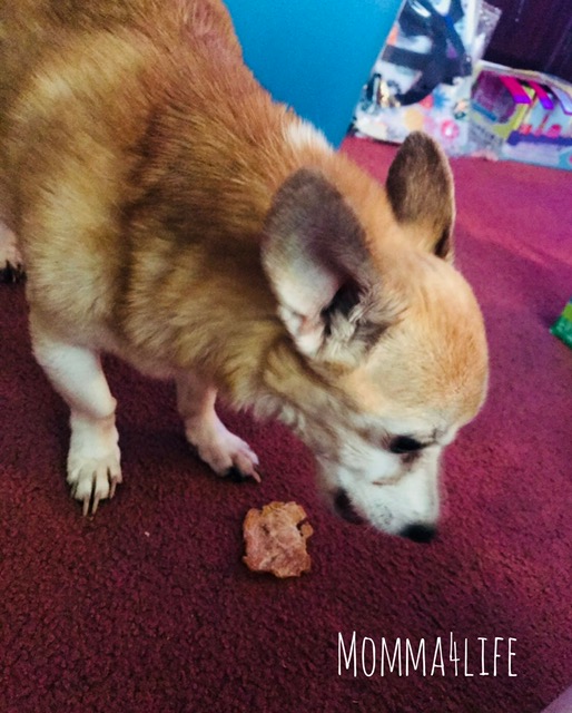 Chewy Ambassador Tylee Chicken Jerky Human Grade Dog Treats Review