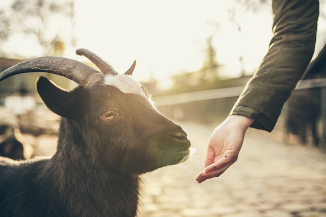 Keuntungan Bisnis Ternak Kambing Dan Harga Per Ekornya Investasi