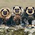 Perros Pugs disfrazados como los personajes de “Games of Thrones”