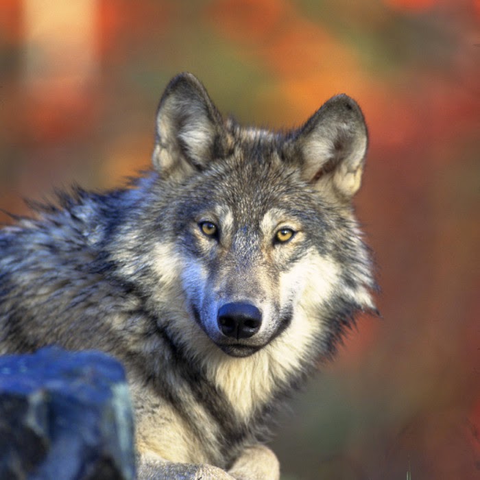 endangered-new-jersey-federal-protection-of-endangered-species
