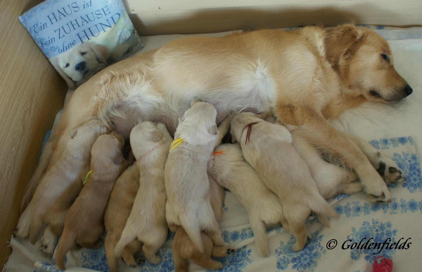 Goldwelpen Golden Retriever Welpen Familienzucht Wunderschone Golden Retriever Welpen Von Montana Mit 3 Wochen