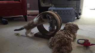 two kittens playfighting