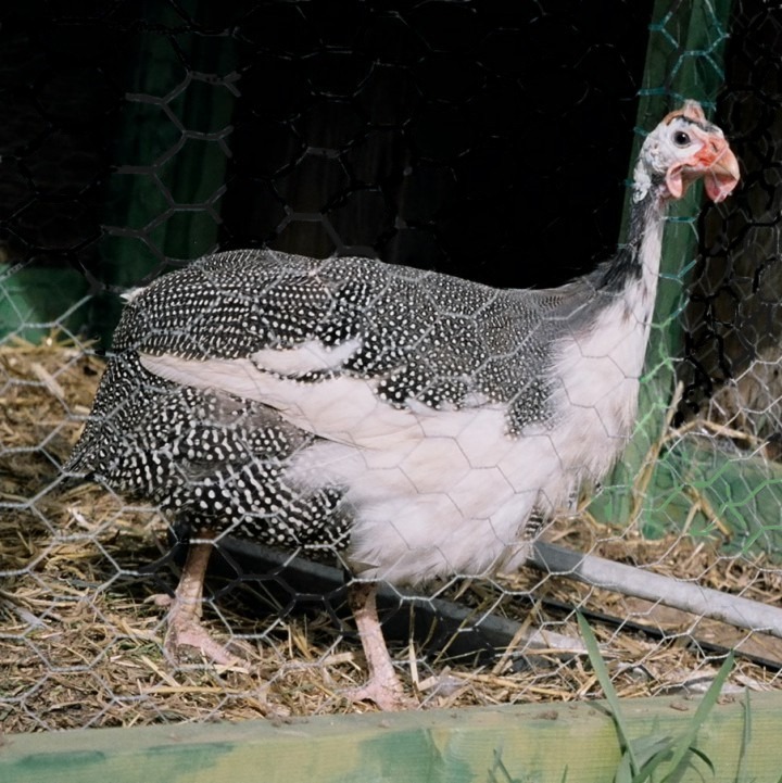 Modern farming methods: Guinea fowl