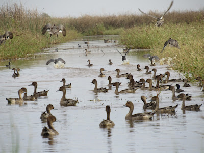 Sacramento National Wildlife Refuge