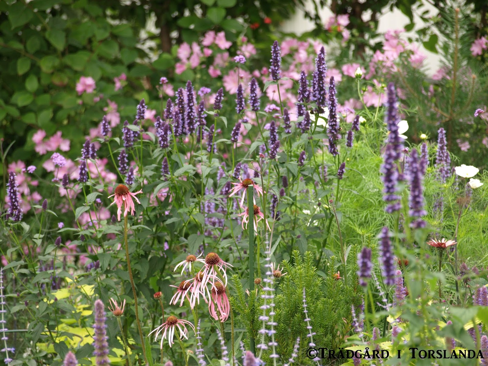 Trädgård i torslanda: agastache