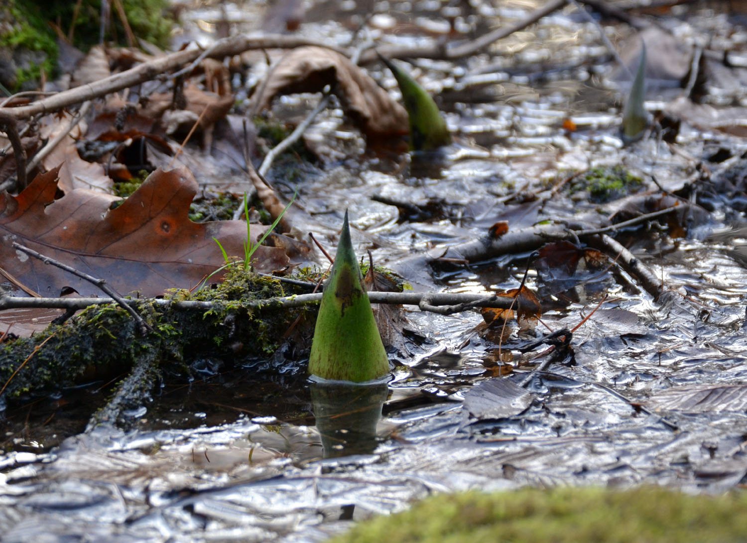 Woods Walks and Wildlife: Skunk Cabbage Buds