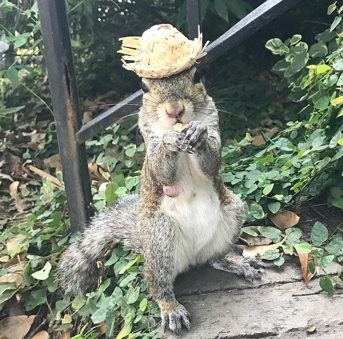squirrel bella spent too much time with her adoptive family