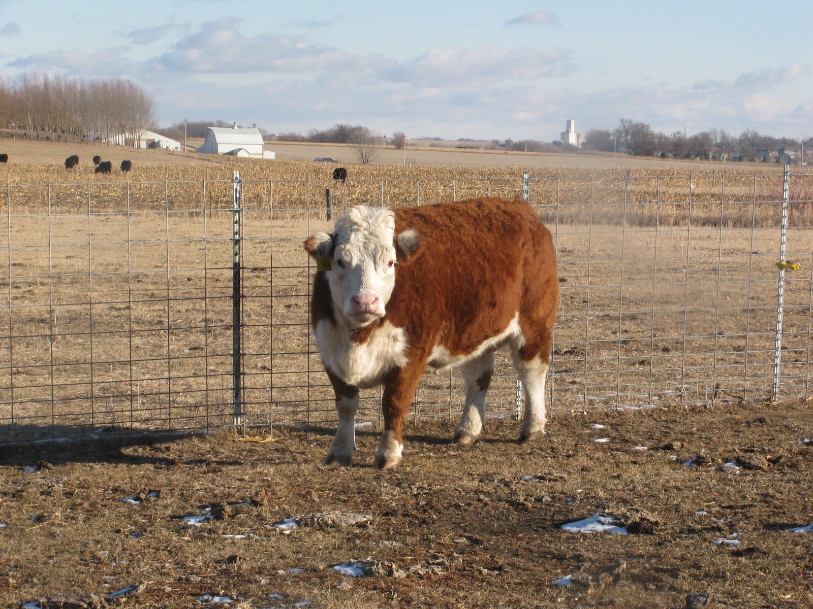 On the sixth day. . . What does it take to flush a Cow?