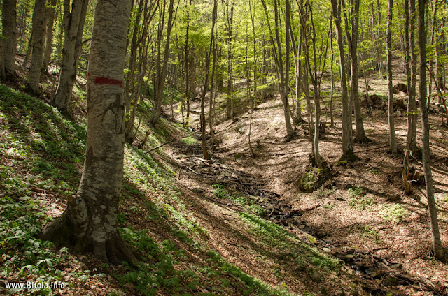 Wild - Bear Garlic - Neolica Hiking Trail, Bitola, Macedonia