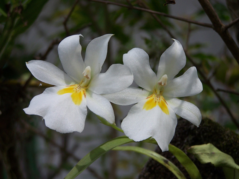 Miltoniopsis Orchid Care And Culture Travaldo S Blog